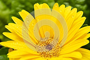 Yellow Gerber daisy macro with water droplets on the petals. Gerbera close up. Flower background.