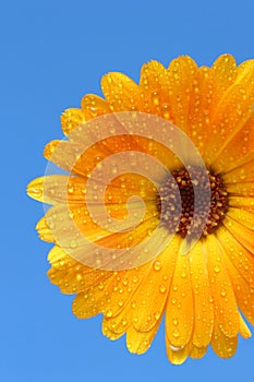 Yellow gerber daisy over blue