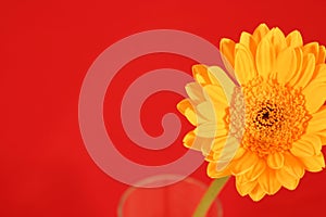 Yellow Gerber Daisy on Red