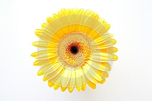 Yellow Gerber Daisy on white Background. AI