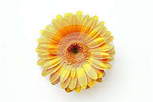 Yellow Gerber Daisy on white Background. AI