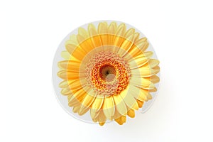 Yellow Gerber Daisy on white Background. AI