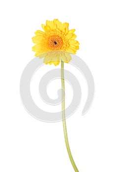 Yellow gerber flower