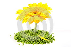 Yellow Gerber Flower