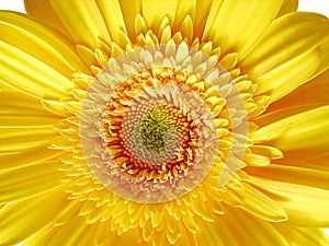 Yellow Gerber Flower