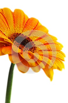 Yellow gerber flower with drops