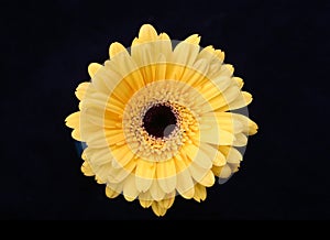 Yellow Gerbera