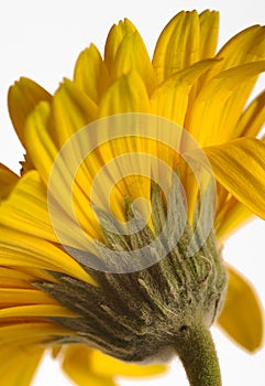 Yellow Gerbera