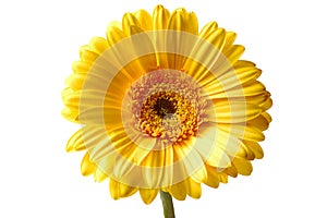 Yellow gerbera