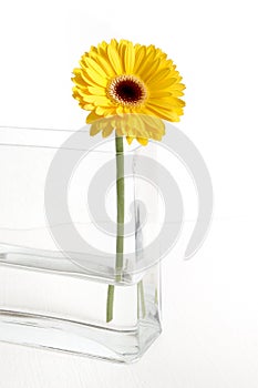 Yellow Gerbera photo