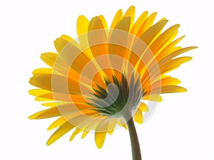 Yellow gerbera