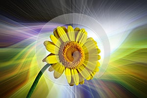 Yellow gerbera against a colorful abstract background