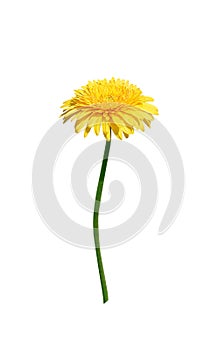 Yellow gerbera or barberton daisy flower blooming with green stem isolated on white background , clipping path