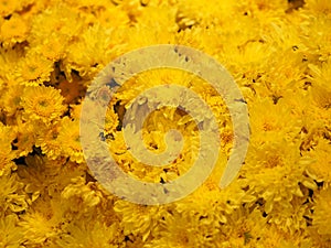 Yellow Gerbera , Barberton daisy flower on bush background