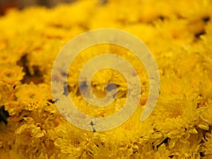 Yellow Gerbera , Barberton daisy flower on bush background