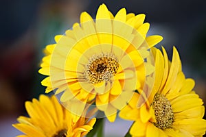 Yellow gerbera or barberton daisy flowers blooming on background