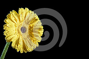 Yellow gerbera close-up under water. A flower with air bubbles on the petals. Flower for greeting card