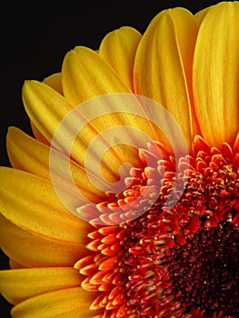 Yellow Gerbera Daisy