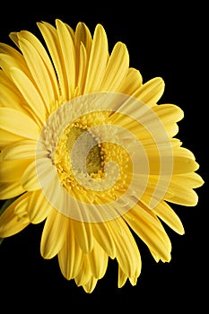 Yellow Gerbera Daisy Black Background