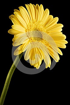 Yellow Gerbera Daisy Black Background