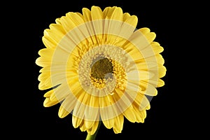 Yellow Gerbera Daisy Black Background