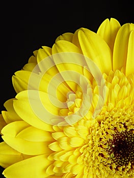 Yellow Gerbera Daisy Black Background