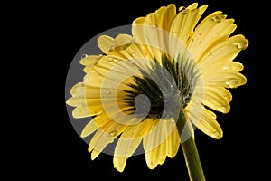 Yellow Gerbera Daisy Black Background with droplet