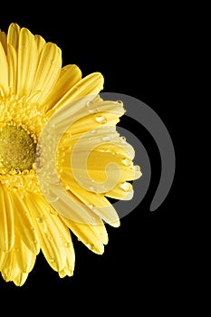 Yellow Gerbera Daisy Black Background with droplet
