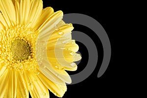 Yellow Gerbera Daisy Black Background with droplet