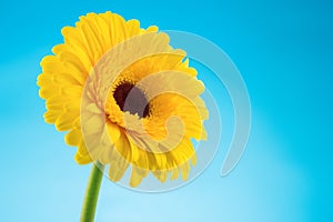 Yellow gerbera daisy flower on blue