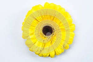 Yellow Gerbera Daisy Flower Close Up on White Background