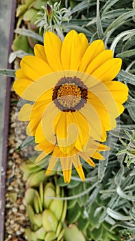 Yellow gerbera daisy flower with green background