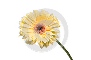 Yellow gerbera daisy flower isolated