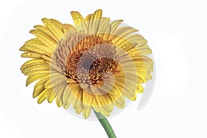 Yellow gerbera daisy flower isolated on white