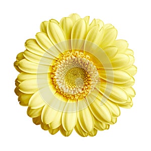 Yellow gerbera daisy flower