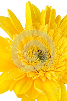 Yellow gerbera daisy flower