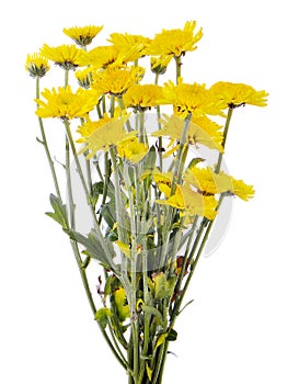 Yellow gerbera daisy flower isolated on a white background