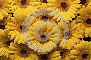 Yellow gerbera daisy flowers background. Top view. Flat lay