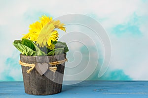 Yellow Gerbera daisy flowers in beautifully decorated wooden flower pot close up on blue background