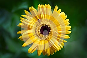 Yellow gerbera daisy with ladybug