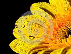 Yellow gerbera with dew drop