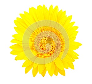 Yellow gerbera flower