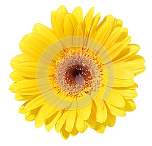 Yellow Gerbera Flower photo