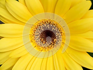 Yellow Gerbera flower