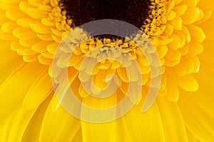 Yellow gerbera flower as a background. Valentines day concept.