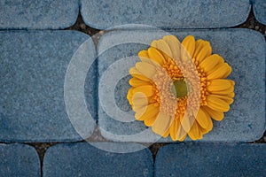 Yellow gerbera flower on a background of blue sidewalk tiles. Blue and orange color harmony.