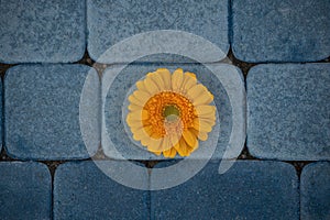 Yellow gerbera flower on a background of blue sidewalk tiles. Blue and orange color harmony.