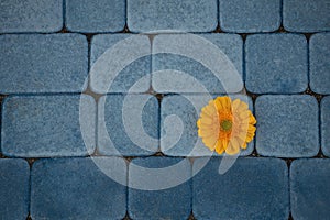 Yellow gerbera flower on a background of blue sidewalk tiles. Blue and orange color harmony.