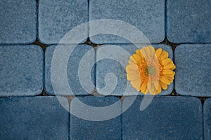 Yellow gerbera flower on a background of blue sidewalk tiles. Blue and orange color harmony.