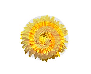 Yellow gerbera flower or barberton daisy blooming top view isolated on white background , clipping path